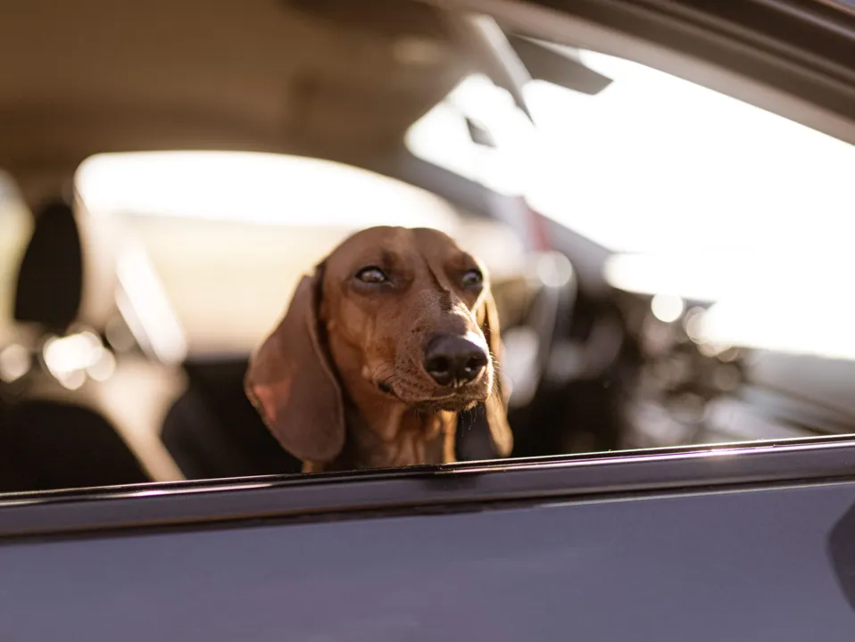 Animais podem ser transportados junto com tutores em nova modalidade da Uber