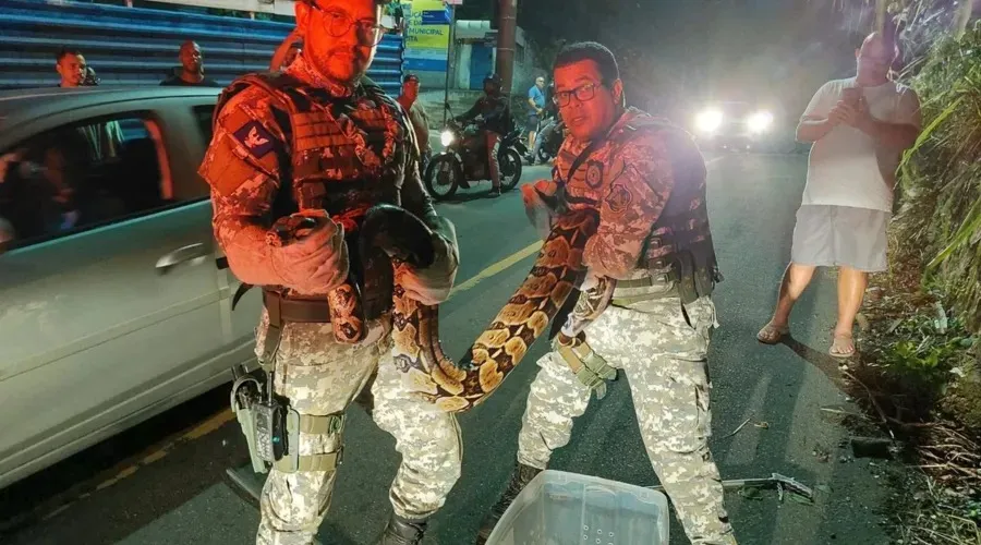 Serpente possui aproximadamente 2,5 metros de comprimento e cerca de 25 kg