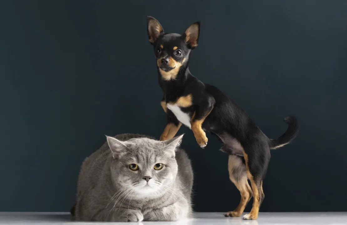 Gatos e cachorros podem ser educados a urinar no local correto