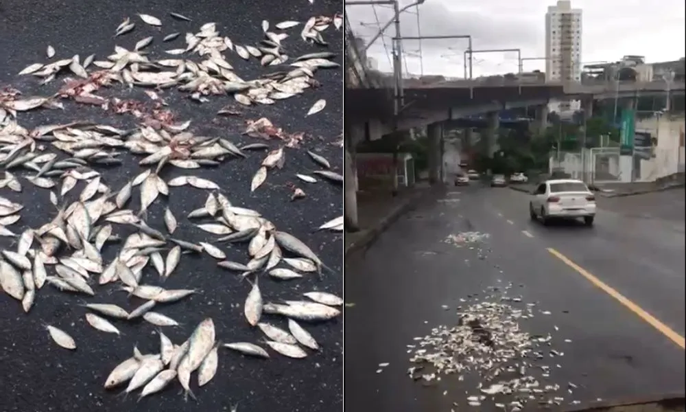 Sardinhas foram jogadas na ladeira que liga a Arena Fonte Nova à Estação do Campo da Pólvora