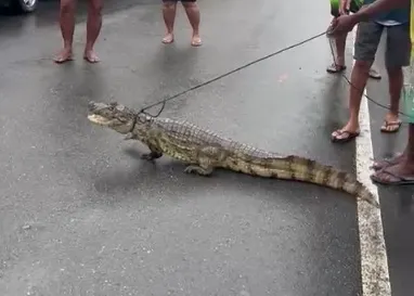 Animal foi localizado no canal Paraguari, que passa pela Rua Beira Rio, no bairro Periperi,