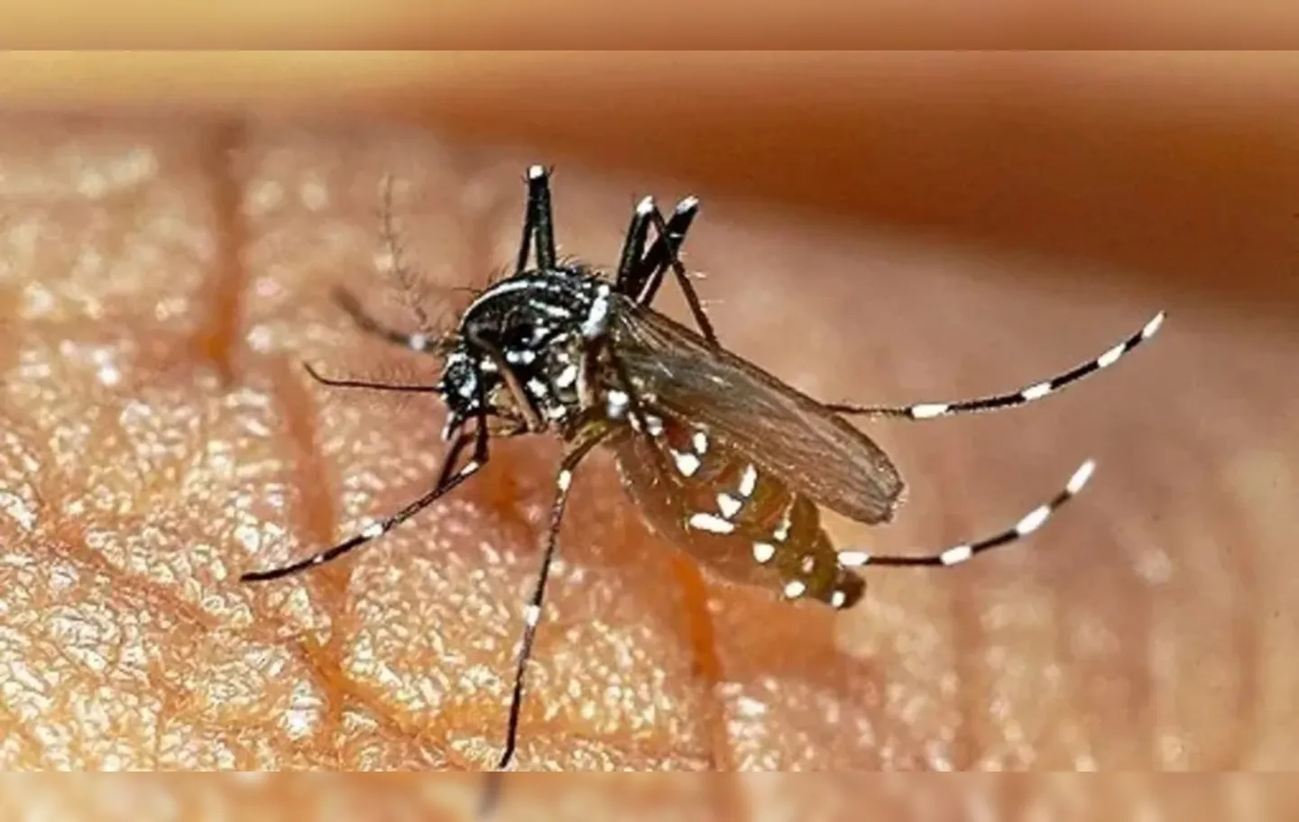 Atualmente, 256 cidades baianas vivem uma epidemia de dengue