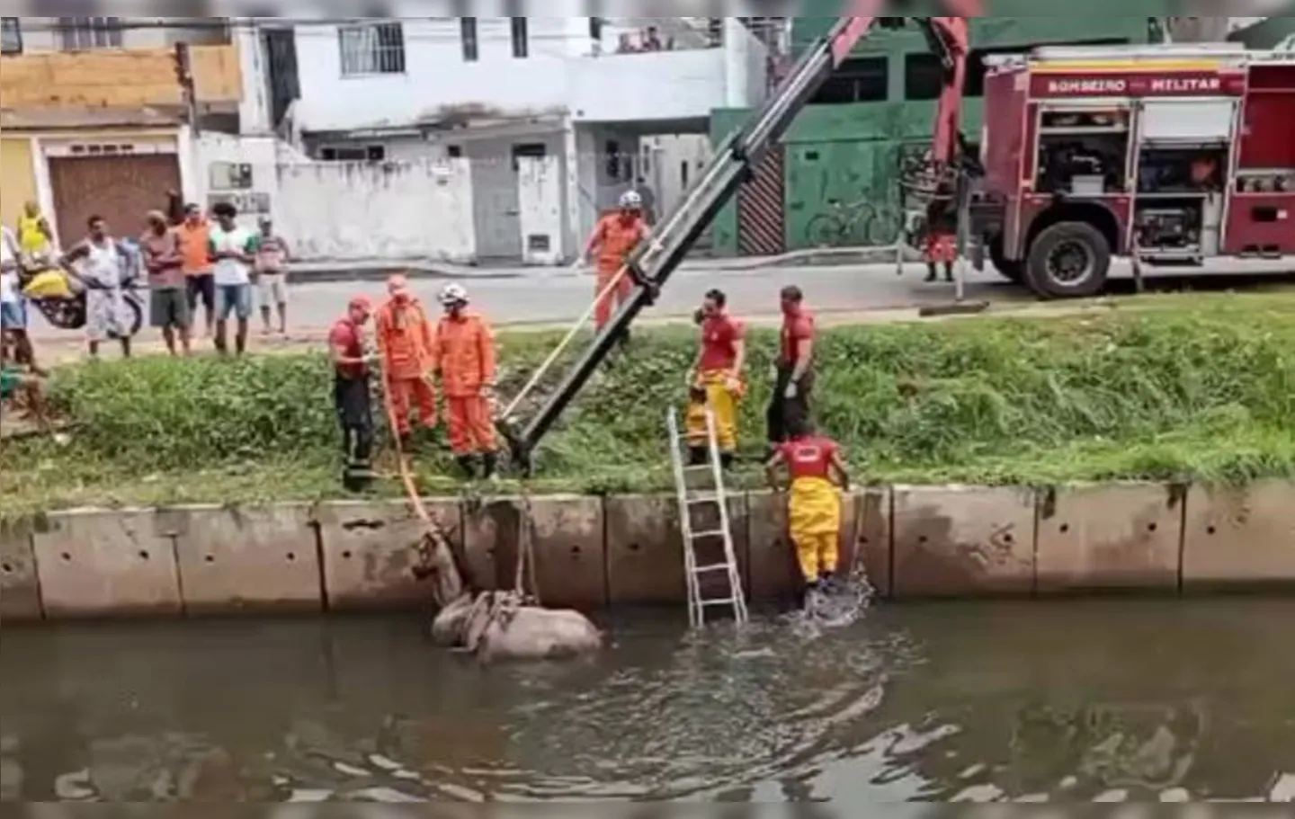Animal ficou atolado em canal