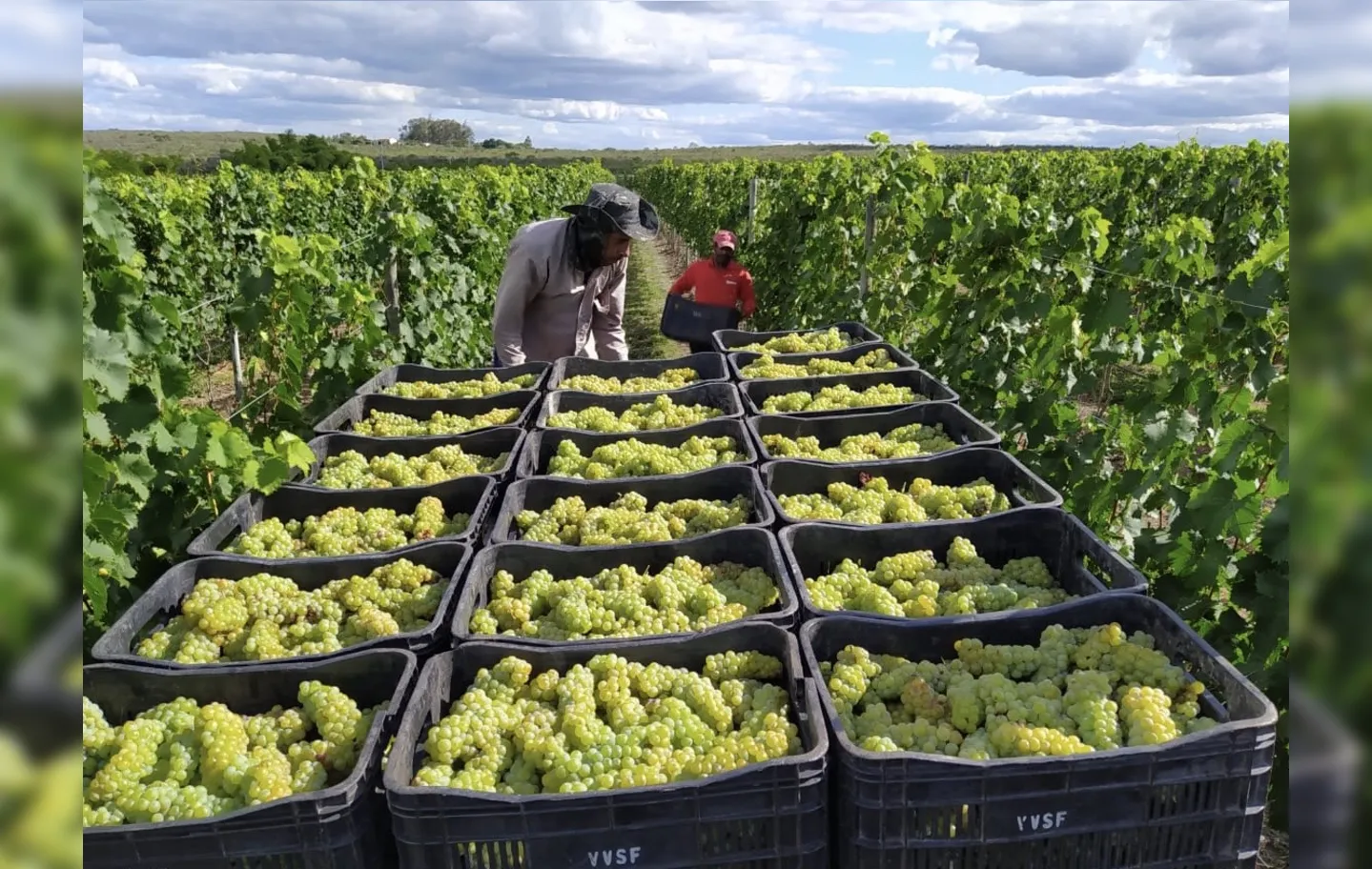 A Chapada Diamantina oferece condições climáticas consideradas ideais para o cultivo das uvas