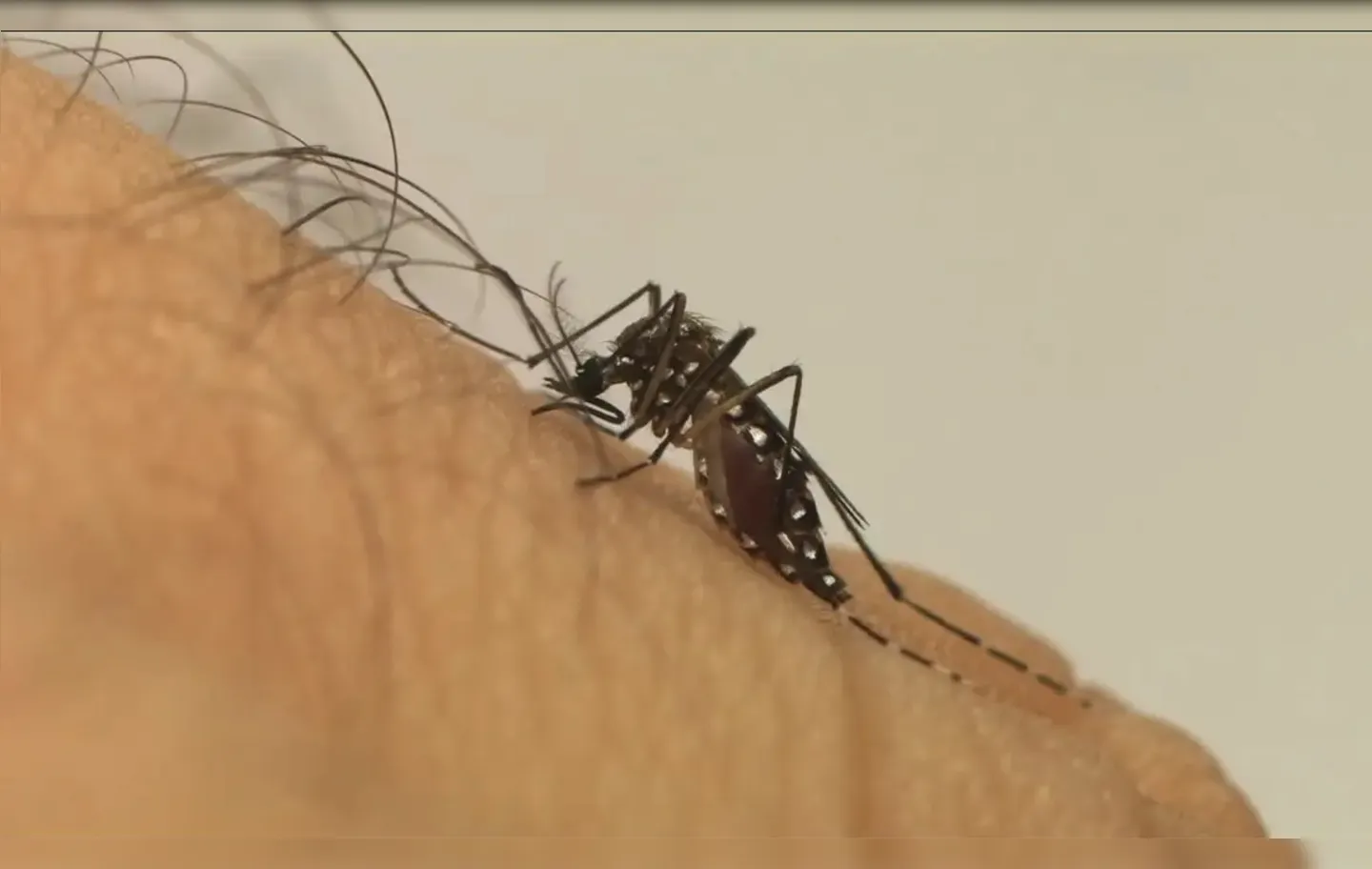 Imagem ilustrativa da imagem Combate à dengue chega ao metrô