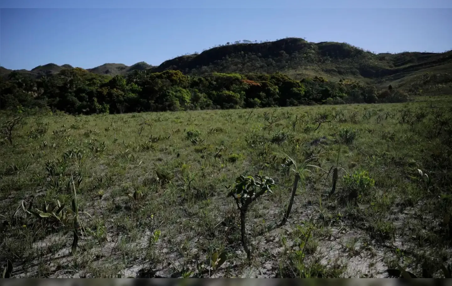 Área de desmatamento no Cerrado diminuiu 48%, na comparação com dezembro de 2023