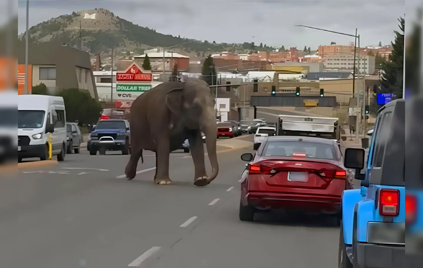 Animal passou por carros e prédios da cidade de Butte, em Montana.