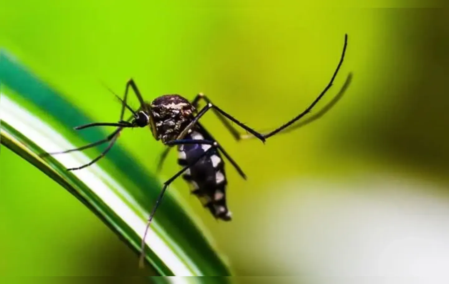 Faixa etária dos 30 aos 39 anos segue respondendo pelo maior número de ocorrências de dengue no país