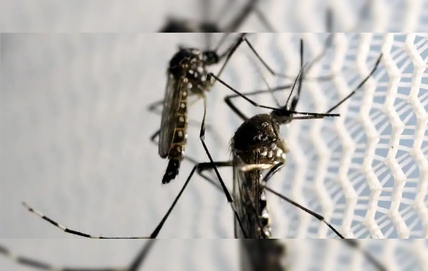Imagem ilustrativa da imagem Quase 4 bilhões de pessoas correm risco de infecção pelo Aedes