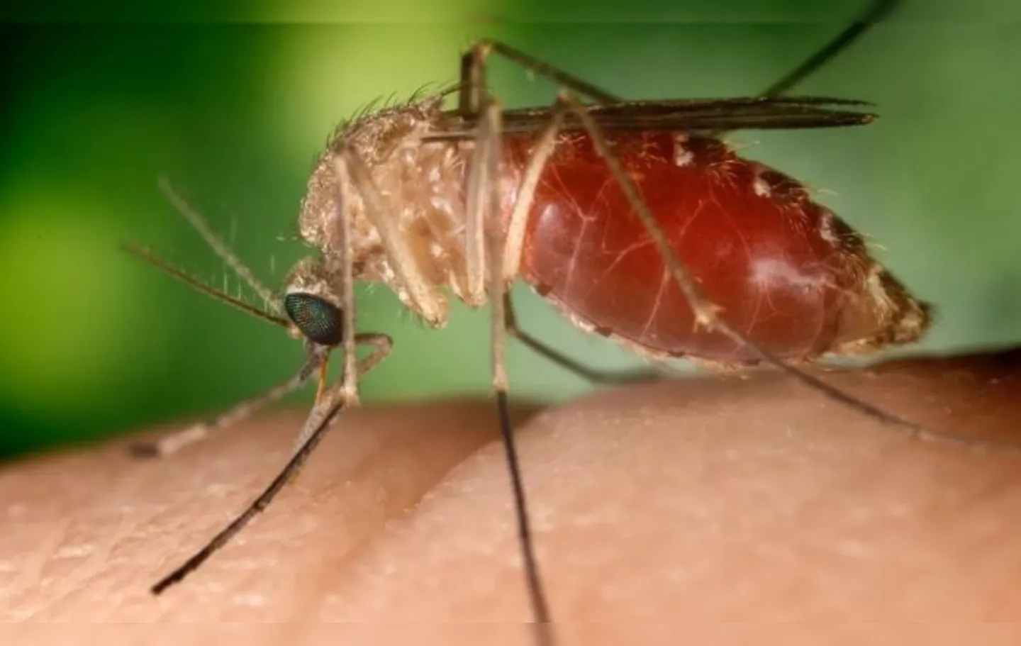 Febre do Oropouche é transmitida pelo Culicoides paraensis, conhecido como maruim ou mosquito-pólvora