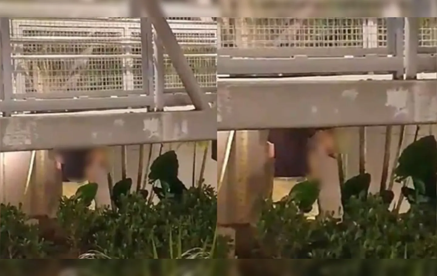 Imagem ilustrativa da imagem Vídeo: casal é flagrado fazendo sexo em passarela do Iguatemi