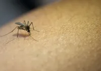 Brasil ultrapassa 2 milhões de casos prováveis de dengue e 682 óbitos