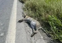 Jaguatirica é encontrada morta no interior da Bahia