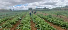 Imagem ilustrativa da imagem Agricultores de Irecê recebem visita do projeto Bahia Sem Fome