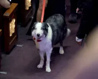 Imagem ilustrativa da imagem Após polêmicas, cão de “Anatomia de uma Queda” vai ao Oscar