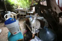 Imagem ilustrativa da imagem Após retirada de 250 animais, colônia de gatos de Piatã chega ao fim