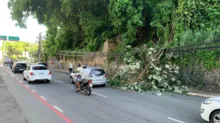 Imagem ilustrativa da imagem Árvores caem em avenidas de Salvador após temporal na madrugada; veja