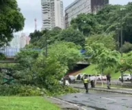 Imagem ilustrativa da imagem Árvores caídas, buracos na pista; Salvador tem manhã de caos