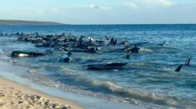 Imagem ilustrativa da imagem Austrália: 160 baleias-piloto encalham em praia e 30 morrem