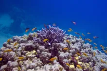 Imagem ilustrativa da imagem BNDES criará fundo de R$ 60 milhões para preservação de corais