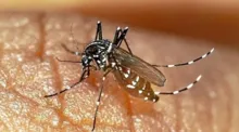 Imagem ilustrativa da imagem Bahia chega a marca de 47 óbitos por dengue