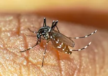Imagem ilustrativa da imagem Bahia registra 45ª morte por dengue neste sábado