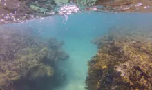 Imagem ilustrativa da imagem Branqueamento de corais avança no Nordeste, mostra pesquisa