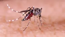 Imagem ilustrativa da imagem Brasil atinge recorde de mortes por dengue neste ano