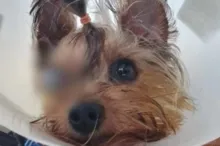 Imagem ilustrativa da imagem Cachorro fica cego após banho e tosa em pet shop; polícia investiga