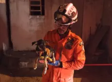 Imagem ilustrativa da imagem Cachorro preso entre duas paredes é resgatado no interior da Bahia