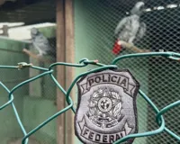 Imagem ilustrativa da imagem Contrabandistas de animais são alvos de operação em Salvador e RMS