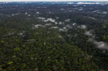 Imagem ilustrativa da imagem Desmatamento na Amazônia atinge a menor taxa dos últimos 6 anos