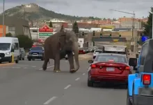 Imagem ilustrativa da imagem Elefante foge de circo e passeia livremente por cidade; VÍDEO