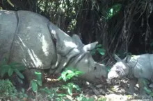 Imagem ilustrativa da imagem Filhote de rinoceronte-de-java, ameaçado de extinção, é avistado