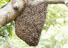 Imagem ilustrativa da imagem Homem morre após ser picado por cerca de 100 abelhas