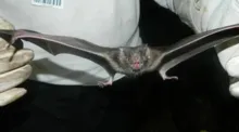 Imagem ilustrativa da imagem Mais um caso de raiva em morcego é registrado no interior do estado