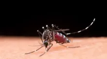 Imagem ilustrativa da imagem Mosquito da dengue pode picar por cima da roupa, revela estudo