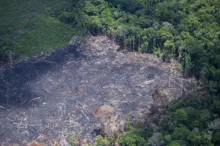 Imagem ilustrativa da imagem ONG britânica acusa H&M e Zara de vínculos com desmatamento no Brasil
