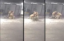 Imagem ilustrativa da imagem Policiais brigam por causa de escala de folga e são mordidos por cães