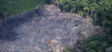 Imagem ilustrativa da imagem Projeto de Lei propõe desmatamento zero na Bahia