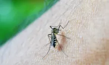 Imagem ilustrativa da imagem Quarta morte por dengue na Bahia é confirmada pela Sesab