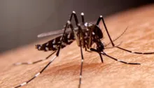 Imagem ilustrativa da imagem Sesab confirma mortes por dengue em Feira e Vitória da Conquista