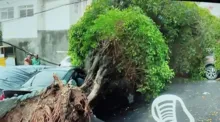 Imagem ilustrativa da imagem Vídeo: árvore cai e atinge vários carros no bairro de Amaralina