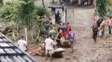 Imagem ilustrativa da imagem Vídeo: carne de boi é furtada após caminhão tombar na Bahia