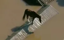 Imagem ilustrativa da imagem Vídeo: cavalo é resgatado após ficar ilhado em teto de casa no RS