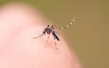 Imagem ilustrativa da imagem Vitória da Conquista registra nova morte por dengue