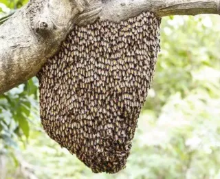 Homem morre após ser picado por cerca de 100 abelhas