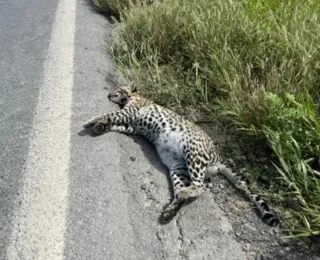 Jaguatirica é encontrada morta no interior da Bahia