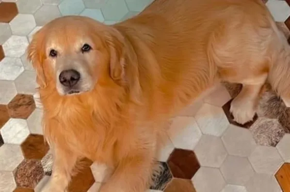 Cão Joca, da raça Golden Retriever