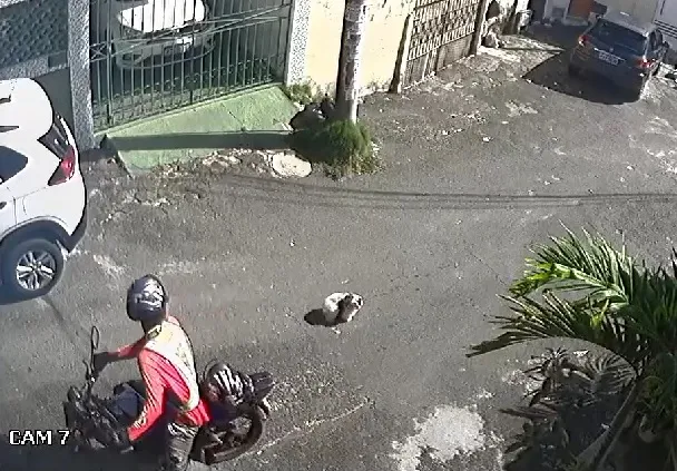 Lucas estava rodando por aplicativo quando pegou a a cadela na rua